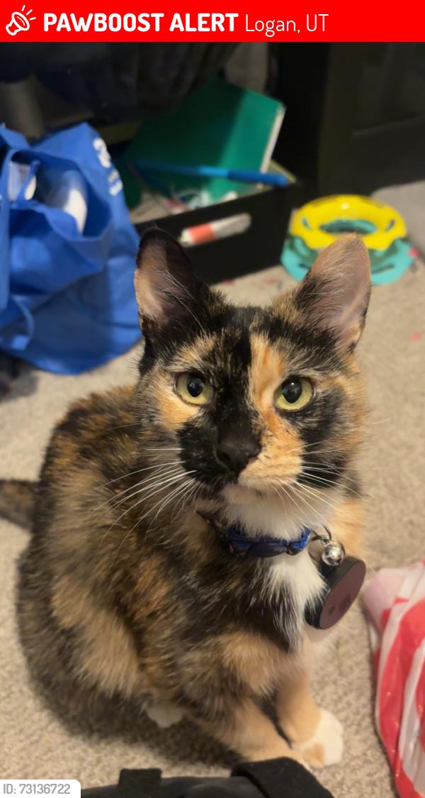 Lost Female Cat last seen summerwild ave, Logan, UT 84321