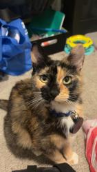 Lost Female Cat last seen summerwild ave, Logan, UT 84321