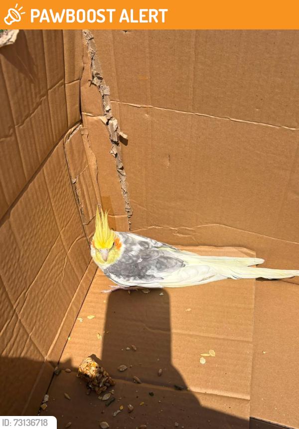 Found/Stray Unknown Bird last seen Credon Road, SE16, Greater London, England SE16