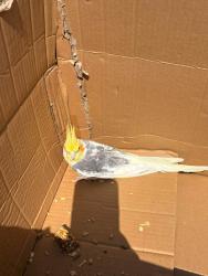 Found/Stray Unknown Bird last seen Credon Road, SE16, Greater London, England SE16