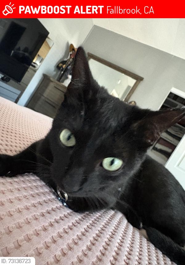Lost Male Cat last seen Near Alturas Rd, Fallbrook, CA 92028