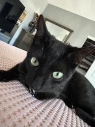 Lost Male Cat last seen Near Alturas Rd, Fallbrook, CA 92028