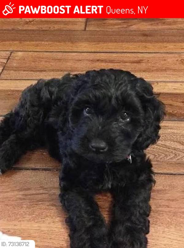 Lost Male Dog last seen Queens A train tracks and trashy areas, Queens, NY 11368