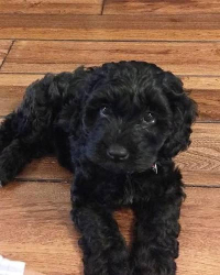 Lost Male Dog last seen Queens A train tracks and trashy areas, Queens, NY 11368
