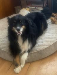 Reunited Male Dog last seen Dan mini school, Vallejo, CA 94589