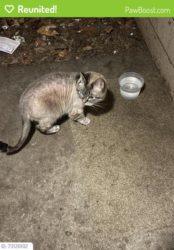 Reunited Unknown Cat last seen 135th & Stark, Portland, OR 97236