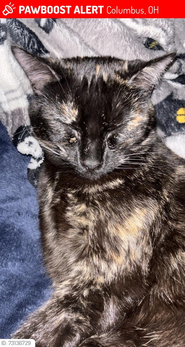 Lost Female Cat last seen Near Wilson avenue, Columbus, OH 43206