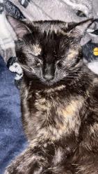 Lost Female Cat last seen Near Wilson avenue, Columbus, OH 43206