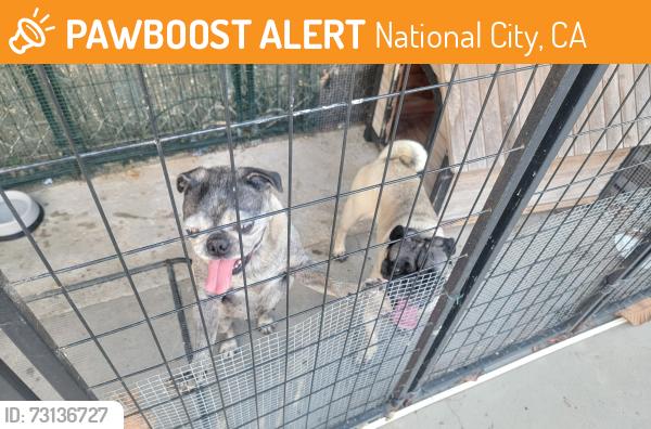 Found/Stray Male Dog last seen Ridgeway Drive, National City, CA 91950
