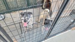 Found/Stray Male Dog last seen Ridgeway Drive, National City, CA 91950