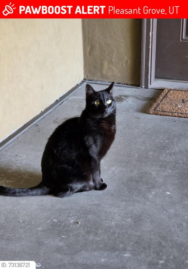 Lost Male Cat last seen Belle Monet cndmniums, Pleasant Grove, UT 84062