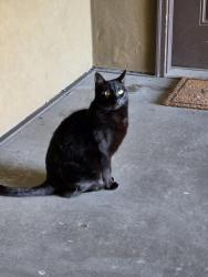 Lost Male Cat last seen Belle Monet cndmniums, Pleasant Grove, UT 84062