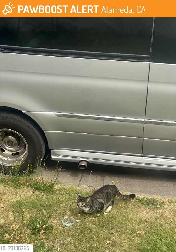 Found/Stray Unknown Cat last seen Court st and San Jose Ave in Alameda, Alameda, CA 94501