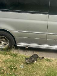 Found/Stray Unknown Cat last seen Court st and San Jose Ave in Alameda, Alameda, CA 94501