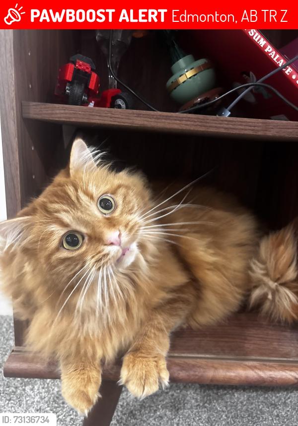 Lost Male Cat last seen Near street, 80 ave, Edmonton, AB T5R 0Z2