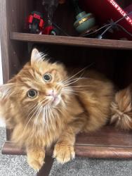 Lost Male Cat last seen Near street, 80 ave, Edmonton, AB T5R 0Z2