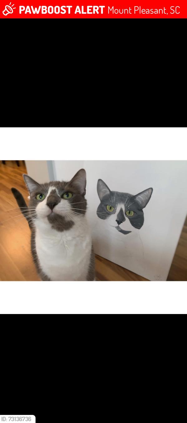 Lost Male Cat last seen Churchchill neighborhood or John Bertram, Mount Pleasant, SC 29466