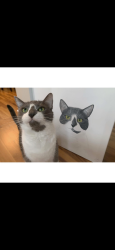 Lost Male Cat last seen Churchchill neighborhood or John Bertram, Mount Pleasant, SC 29466