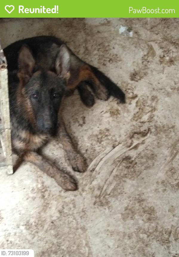 Reunited Male Dog last seen Olive and first, Fresno, CA 93702