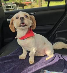 Lost Female Dog last seen Broadway St, Vallejo, CA 94589