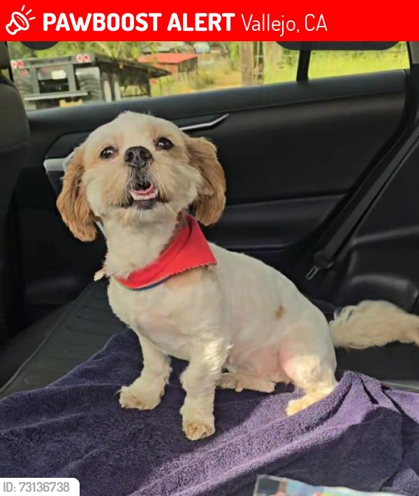 Lost Female Dog last seen Broadway St, Vallejo, CA 94589