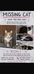 Lost Female Cat last seen Ashgrove park, Moray, Scotland IV30 1XX