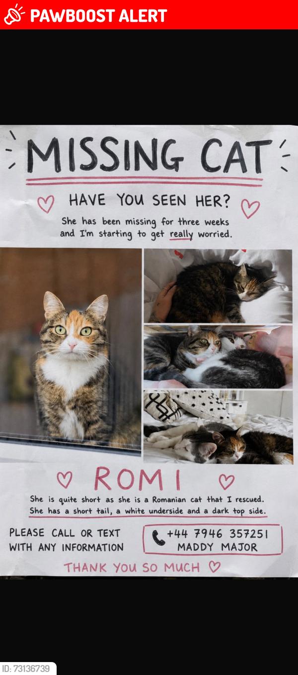 Lost Female Cat last seen Ashgrove park, Moray, Scotland IV30 1XX