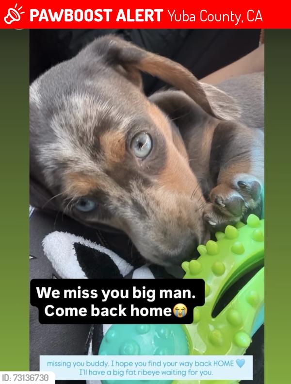 Lost Male Dog last seen Oroville highway, near Orchard field, Yuba County, CA 95901