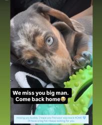 Lost Male Dog last seen Oroville highway, near Orchard field, Yuba County, CA 95901