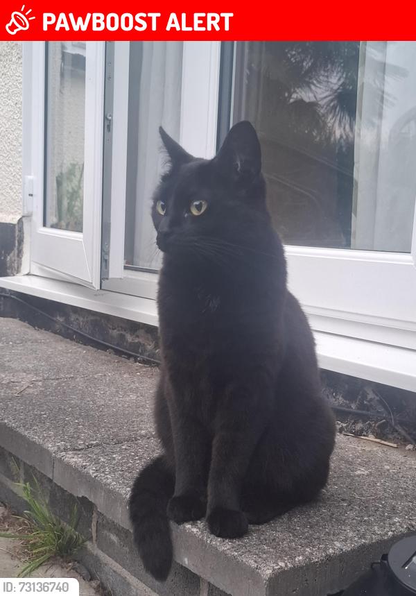 Lost Female Cat last seen Rockfield Village, Monmouthshire, Wales NP25 5PY