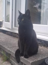 Lost Female Cat last seen Rockfield Village, Monmouthshire, Wales NP25 5PY