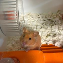Shelter Stray Female Other last seen , 361 S Raymond Ave, Pasadena, CA 91105, USA
