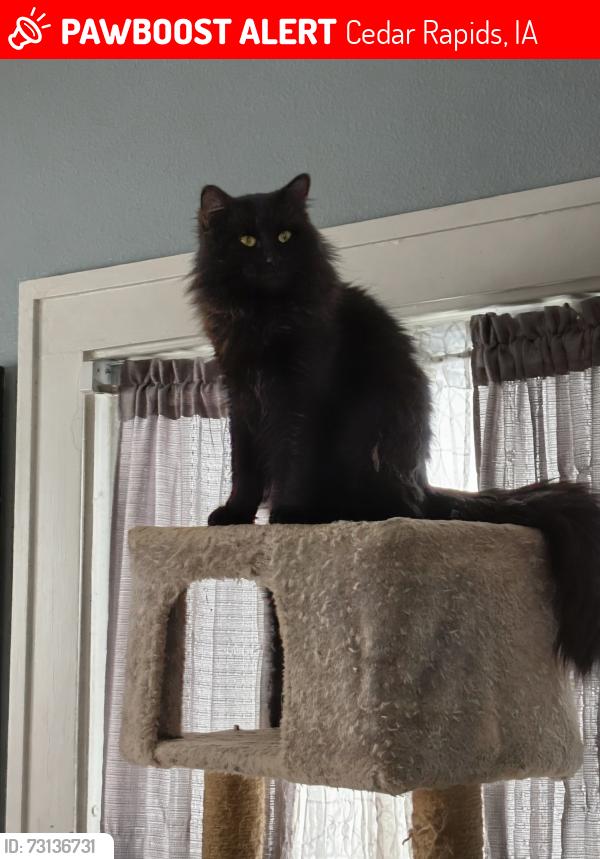Lost Male Cat last seen 15th & 4th Ave SE, Cedar Rapids, IA 52401