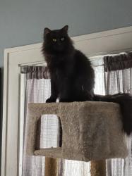 Lost Male Cat last seen 15th & 4th Ave SE, Cedar Rapids, IA 52401