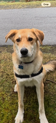 Reunited Male Dog last seen Near E Green Lake Way N, Seattle, WA 98115