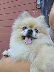 Reunited Male Dog last seen Near Colfax Ave N, Minneapolis, MN 55412