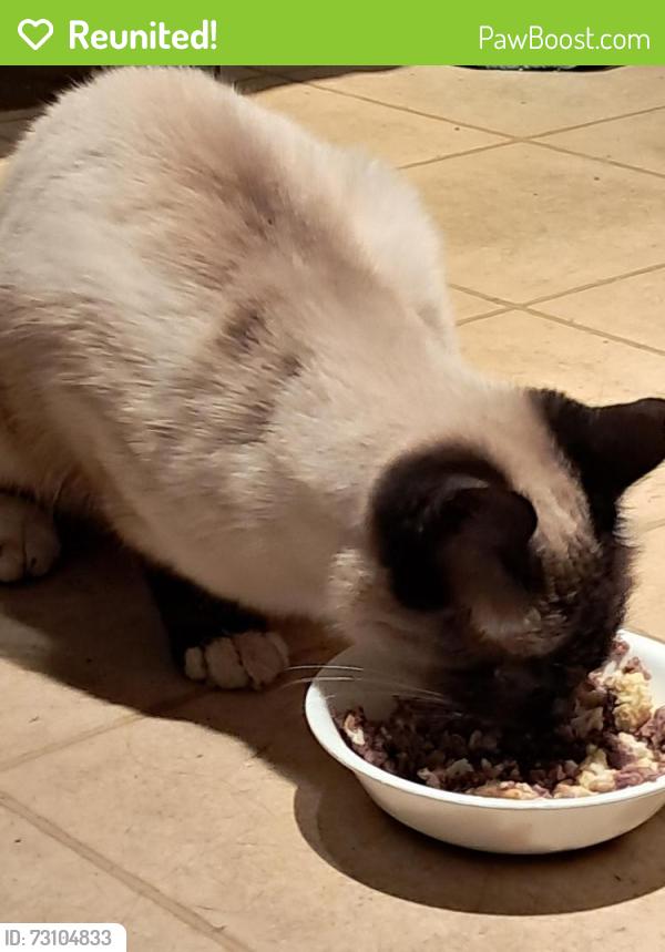Reunited Female Cat last seen Jason way and Sharon Way, Modesto, CA 95350