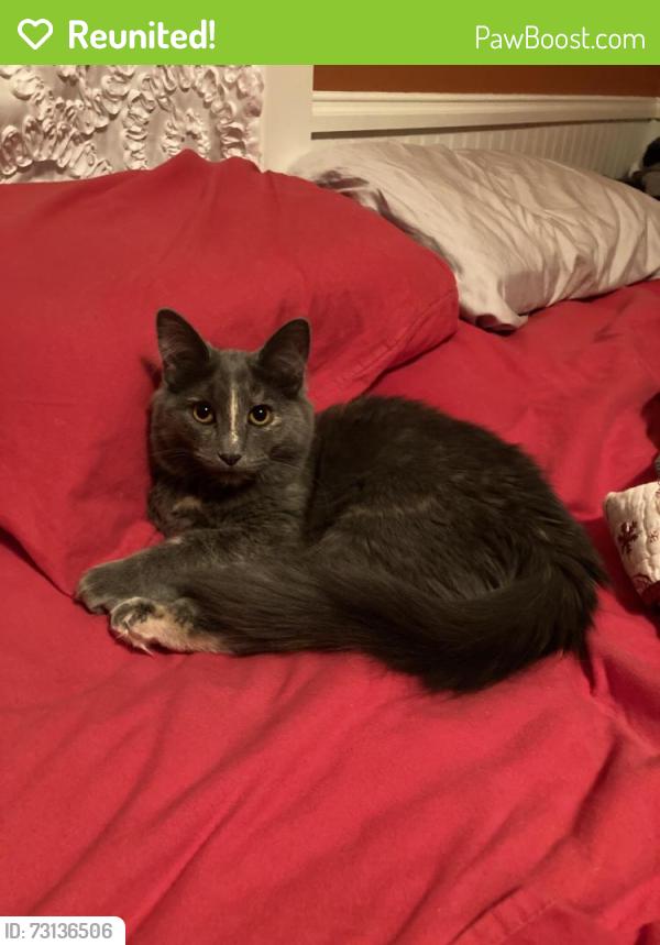 Reunited Female Cat last seen Division Rd and Highway 60, Jackson, WI 53037