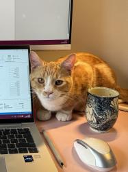 Reunited Male Cat last seen RRG Toyota Altrincham, Timperley, England 