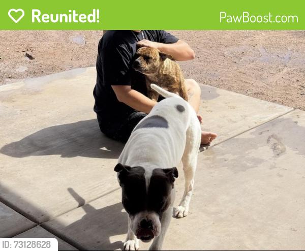 Reunited Male Dog last seen San José and san marcos, Tucson, AZ 85713