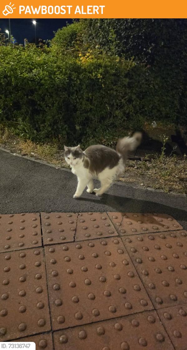 Found/Stray Unknown Cat last seen Corner of Orb Drive and Corporation Road, Newport, Wales NP19 0XB