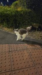 Found/Stray Unknown Cat last seen Corner of Orb Drive and Corporation Road, Newport, Wales NP19 0XB