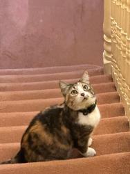 Reunited Unknown Cat last seen In our garden Tresco Road in Nunhead, Greater London, England 