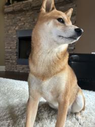Reunited Male Dog last seen Near East Strawn, Jonesboro, AR 72401