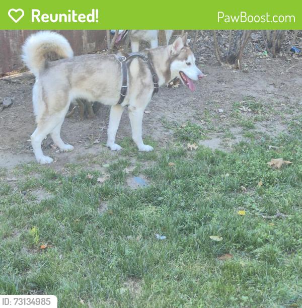 Reunited Female Dog last seen Near S St, Tulsa, OK 74136