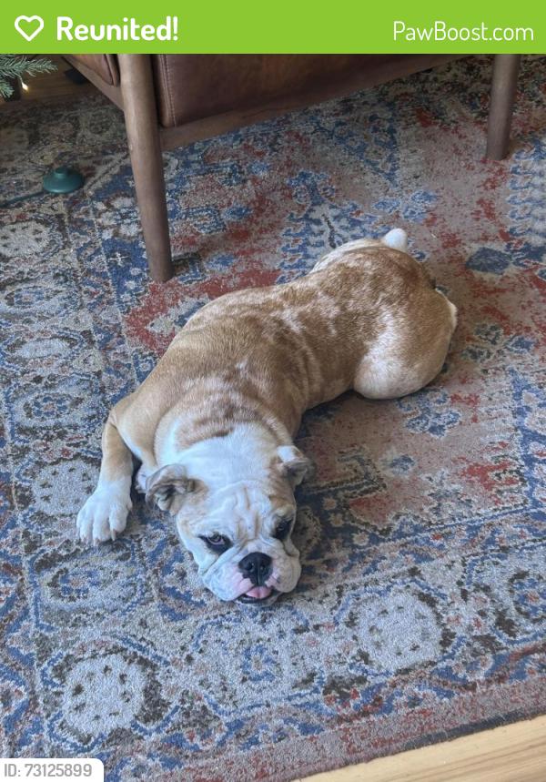 Reunited Female Dog last seen Harris Creek Rd and Walking Horse Ln, McGregor, TX 76657