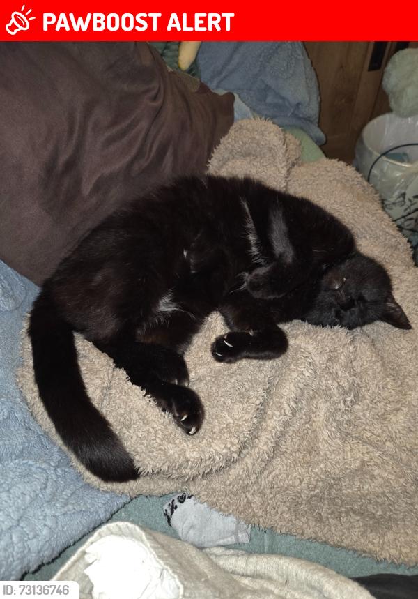 Lost Male Cat last seen London Road, Southend-on-Sea, England SS0 8LQ