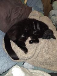 Lost Male Cat last seen London Road, Southend-on-Sea, England SS0 8LQ