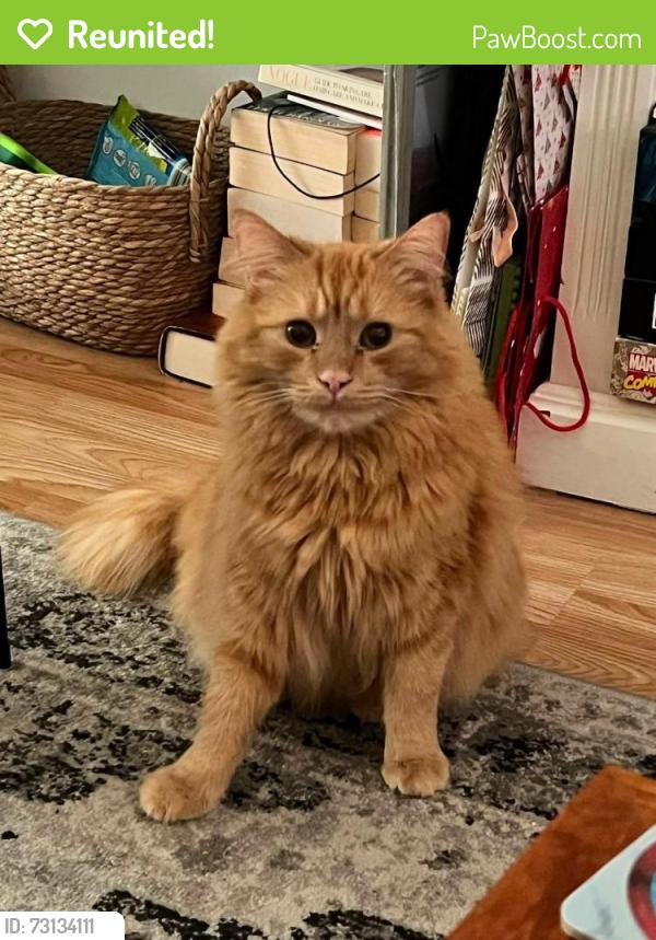 Reunited Male Cat last seen Luxford Rd & Montargis Qay, East Sussex, England TN6 2XG