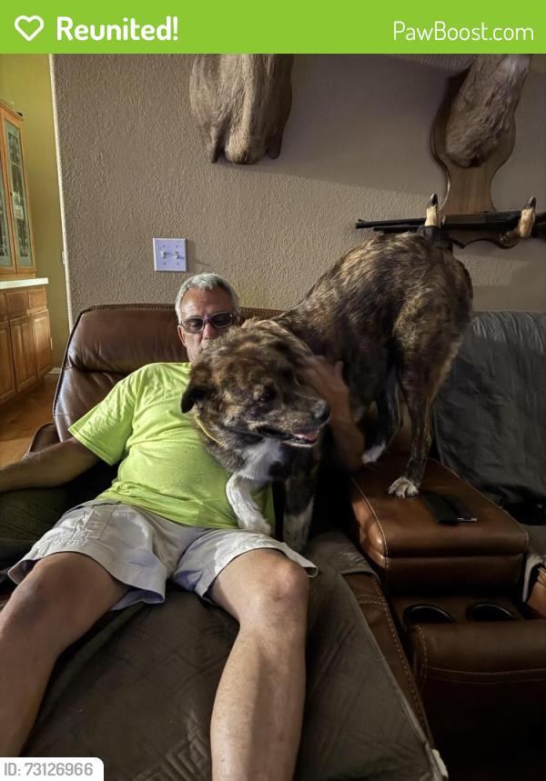 Reunited Male Dog last seen Walmart hillside drive, Broken Arrow, OK 74014